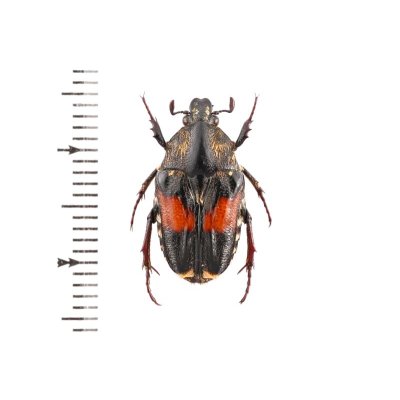 画像1: Storeyus fasciculatum