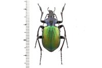 Calosoma sycophanta