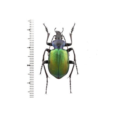 画像1: Calosoma sycophanta