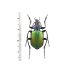 画像1: Calosoma sycophanta (1)