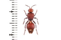 Mutillidae sp.