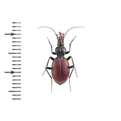 画像1: Scaphonotous marginatus