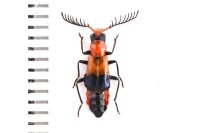 Staphylinidae sp.