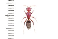 Mutillidae sp.