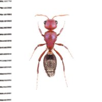 Mutillidae sp.