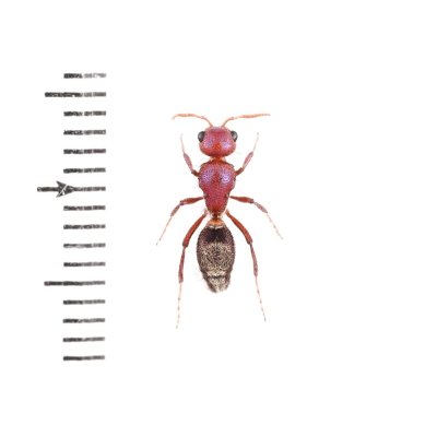 画像1: Mutillidae sp.