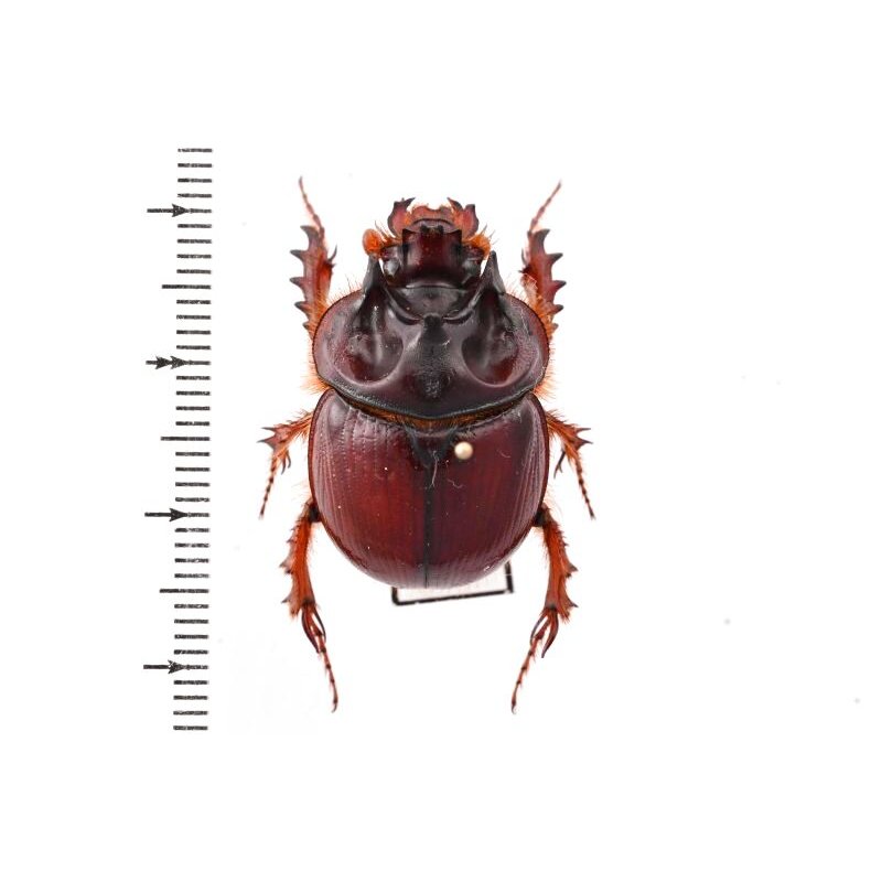 tenebrionidae