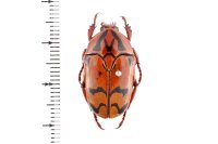 Eupoecila inscripta