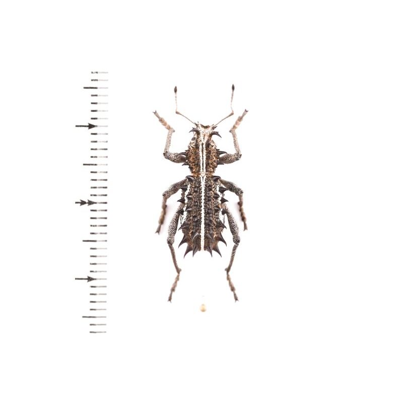 ゾウムシの一種 Acantholophus niveovittatus - insects-BNE