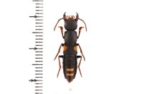 ハネカクシの一種　Apecholinus imitator