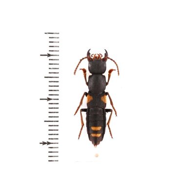 画像1: ハネカクシの一種　Apecholinus imitator