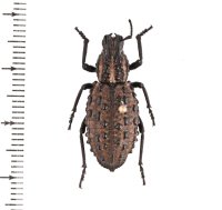 ゾウムシの一種　Talaurinus fergusoni