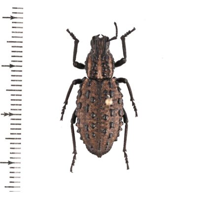 画像1: ゾウムシの一種　Talaurinus fergusoni