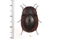 Tenebrionidae Helea sp.