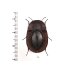 画像1: Tenebrionidae Helea sp. (1)