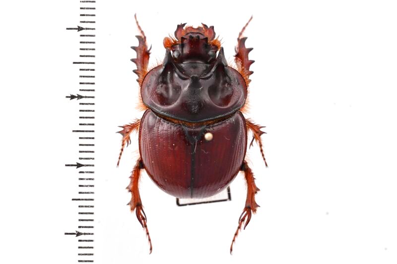 tenebrionidae